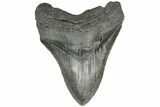 Fossil Megalodon Tooth - South Carolina #203107-1
